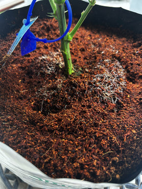 Crop Steering in HortGrow Coco Grow Bags