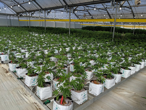 Why Professional Growers Across the Country Choose HortGrow Coco