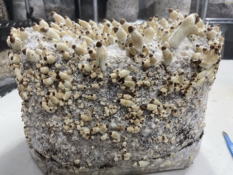 HortGrow cultivation reference