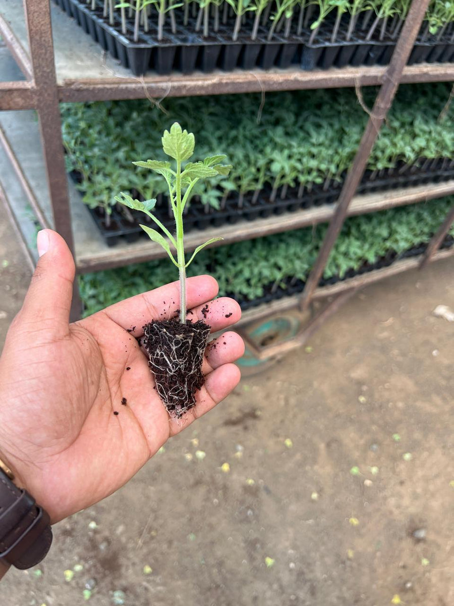 Why Choose HortGrow for Plant Nurseries?
