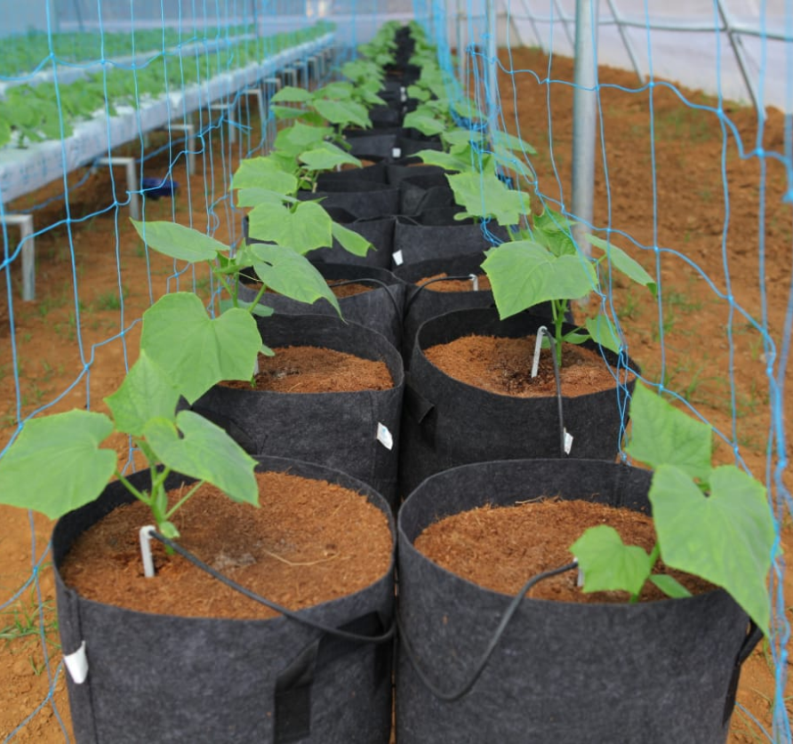 Why Choose HortGrow for Plant Nurseries?